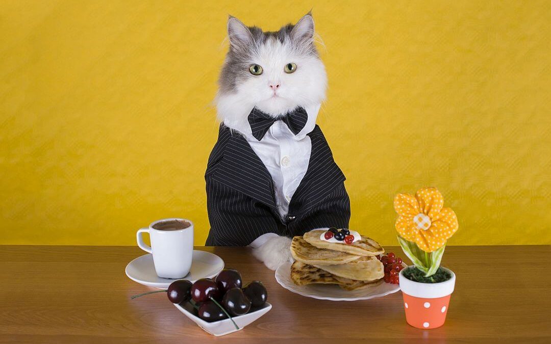 Cat Cafés: Purrrfect Relaxation Or Cruelty To Cats?