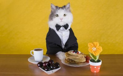 Cat Cafés: Purrrfect Relaxation Or Cruelty To Cats?